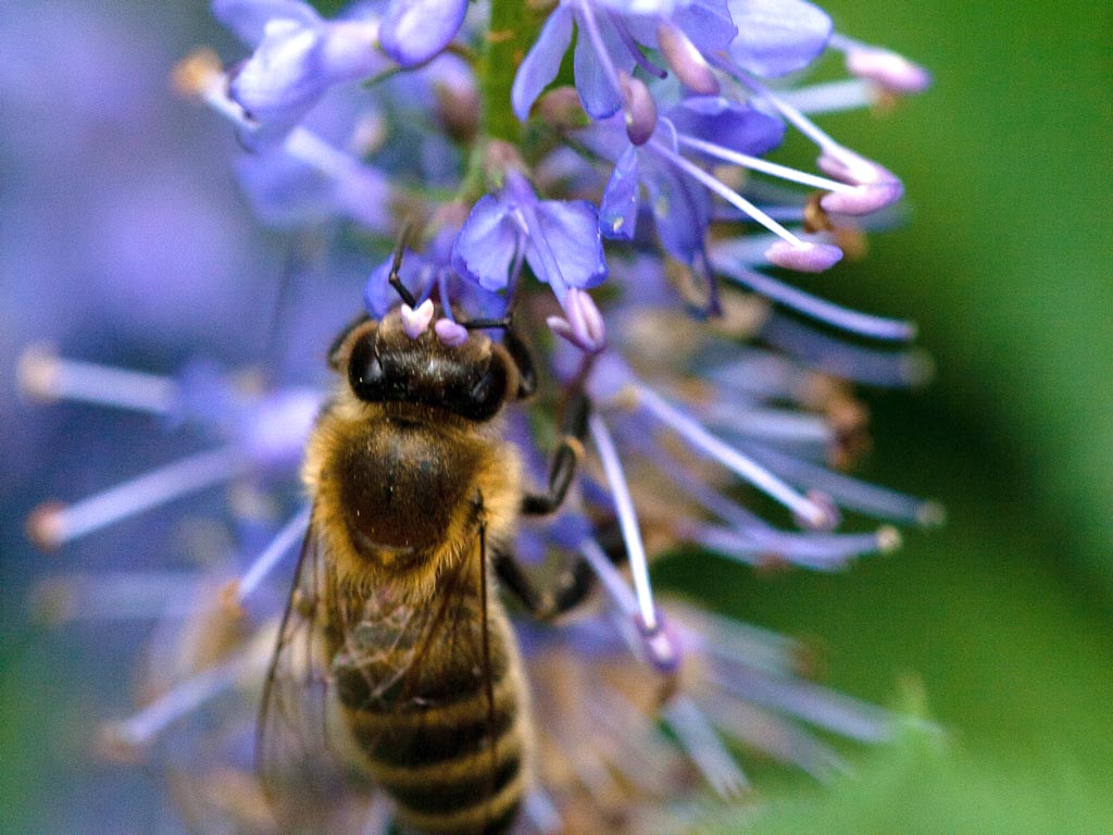 Bienenlehrpfad